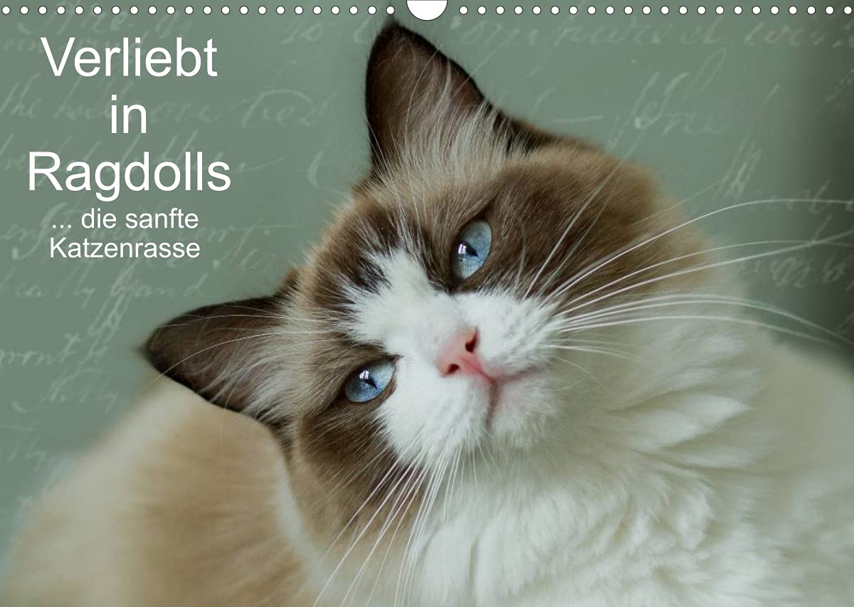 Verliebt in Ragdolls ... die sanfte Katzenrasse (Wandkalender 2022 DIN A3 quer): Die Ragdoll ist eine sanfte Halblanghaarkatze (Monatskalender, 14 Seiten ) (CALVENDO Tiere) Contemporary literature Books