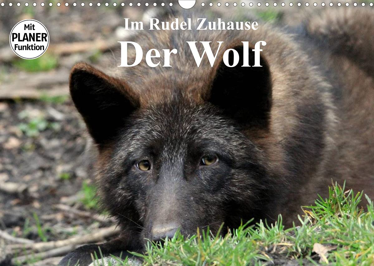 Im Rudel Zuhause - Der Wolf (Wandkalender 2022 DIN A3 quer): Der Wolf erobert auch wieder Deutschland (Geburtstagskalender, 14 Seiten ) (CALVENDO Tiere) Social Sciences