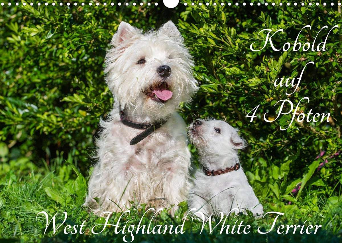 Kobold auf 4 Pfoten - West Highland White Terrier (Wandkalender 2022 DIN A3 quer): West Highland White Terrier begleiten auf bezaubernden Fotos durch ... (Monatskalender, 14 Seiten ) (CALVENDO Tiere) Natural Sciences
