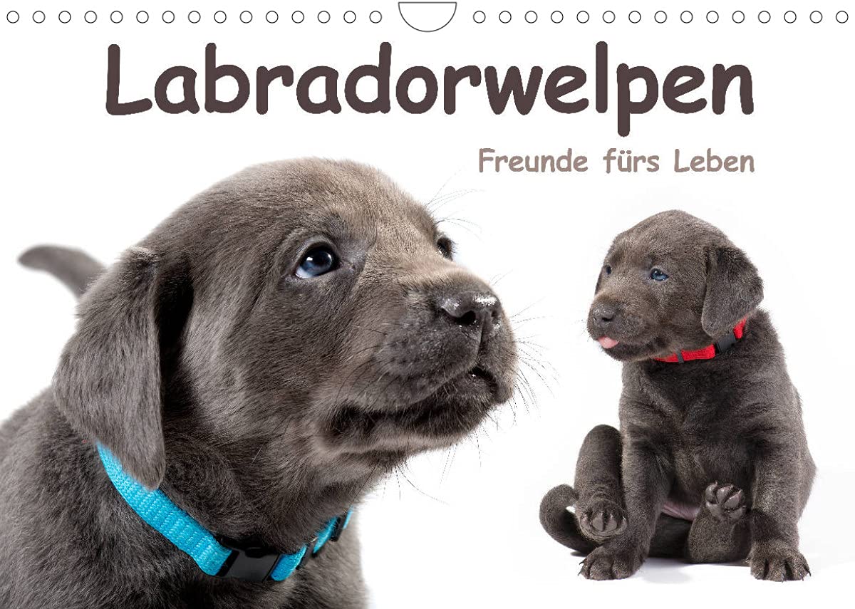 Labradorwelpen - Freunde fürs Leben (Wandkalender 2022 DIN A4 quer): Lustige Hundebabys, die Hundeliebhabern das ganze Jahr über Freude bereiten (Monatskalender, 14 Seiten ) (CALVENDO Tiere) Leisure, Home & Garden