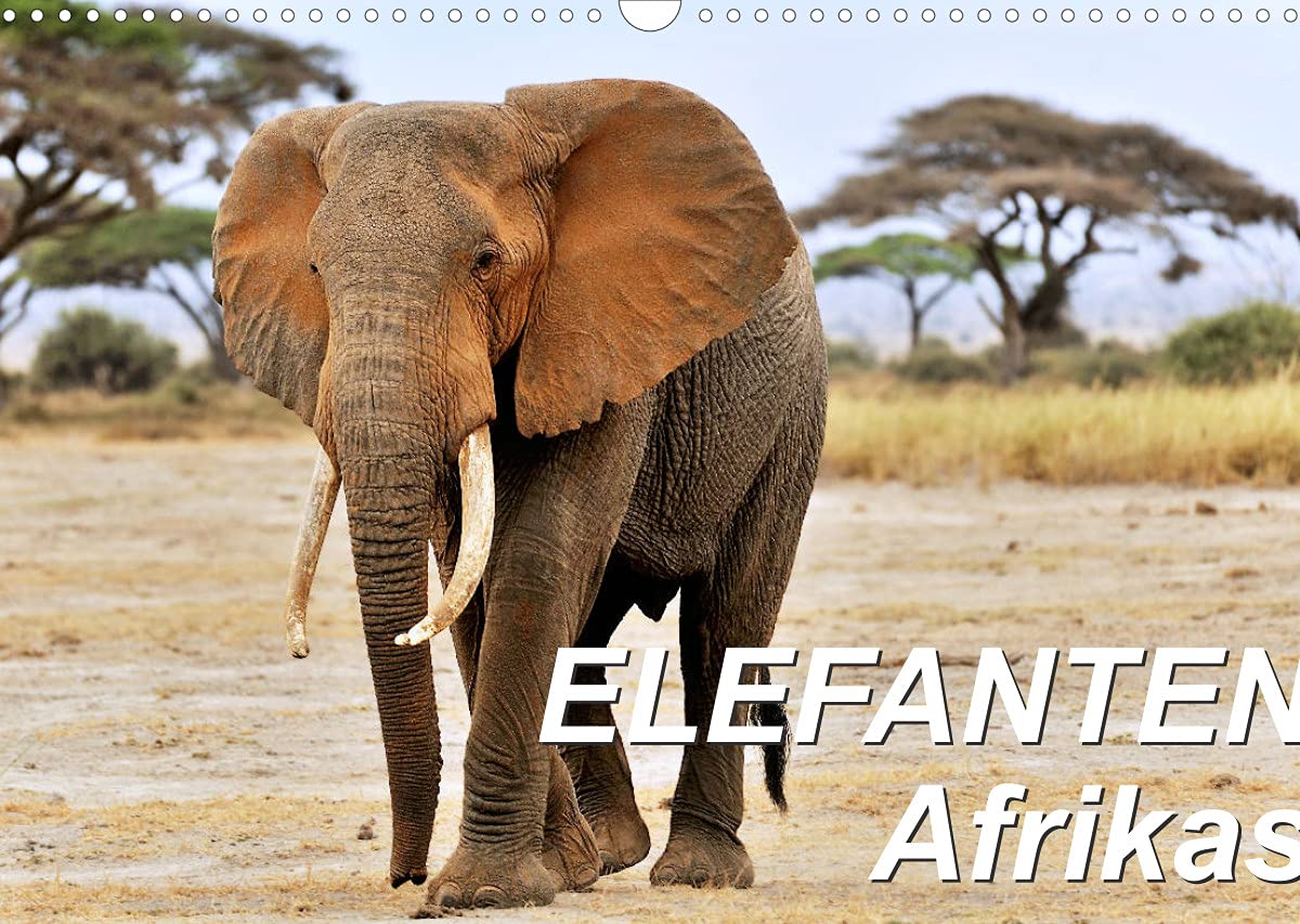 Elefanten Afrikas (Wandkalender 2022 DIN A3 quer): Die Dickhäuter Afrikas erscheinen mal imposant und mächtig, mal sind sie zärtlich und fürsorglich. (Monatskalender, 14 Seiten ) (CALVENDO Tiere) Photography