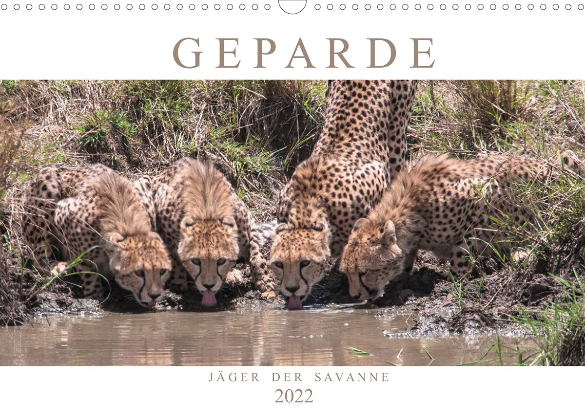 Geparde - Jäger der Savanne (Wandkalender 2022 DIN A3 quer): Momentaufnahmen aus dem Leben des schnellsten Landtieres der Welt (Monatskalender, 14 Seiten ) (CALVENDO Tiere) Photography