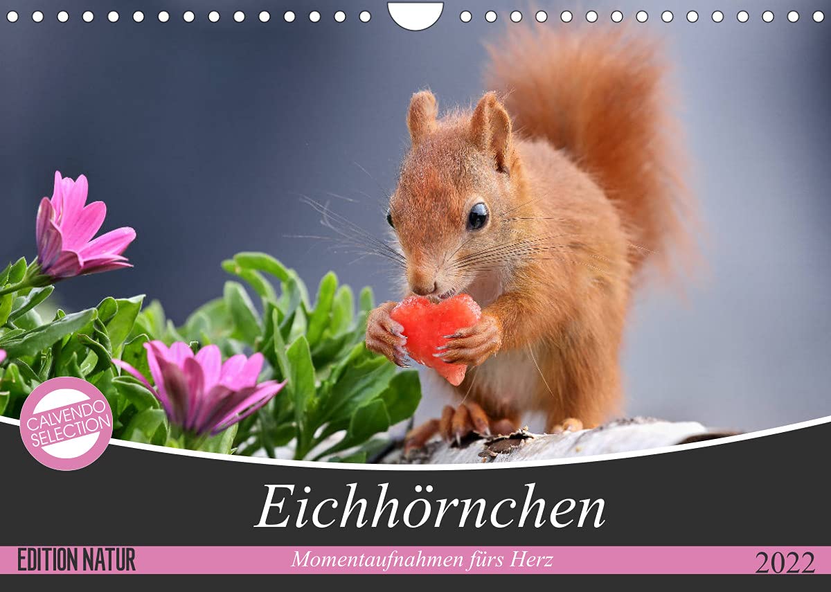 Eichhörnchen Momentaufnahmen fürs Herz (Wandkalender 2022 DIN A4 quer): Wunderschöne Großaufnahmen entsprechend der jeweiligen Jahreszeit (Monatskalender, 14 Seiten ) (CALVENDO Tiere) Natural Sciences