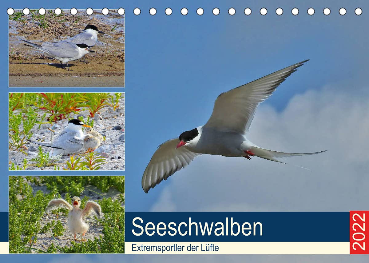 Seeschwalben - Extremsportler der Lüfte (Tischkalender 2022 DIN A5 quer): Einzigartiges über Seeschwalben. (Monatskalender, 14 Seiten ) (CALVENDO Tiere) Photography