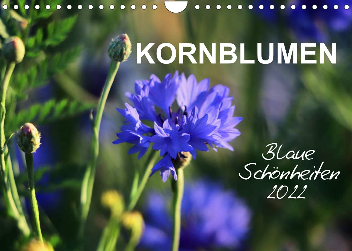 Kornblumen - Blaue Schönheiten (Wandkalender 2022 DIN A4 quer): Immer ein Hingucker, die blaue Kornblume (Monatskalender, 14 Seiten ) (CALVENDO Natur) Living & Furnishing