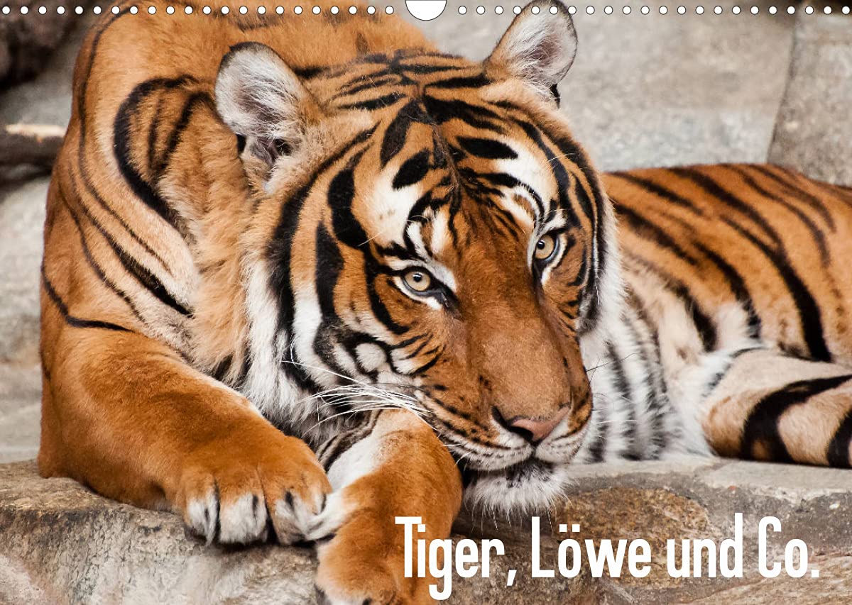 Tiger, Löwe und Co. (Wandkalender 2022 DIN A3 quer): Großkatzen im Mittelpunkt. (Monatskalender, 14 Seiten ) (CALVENDO Tiere) Photography