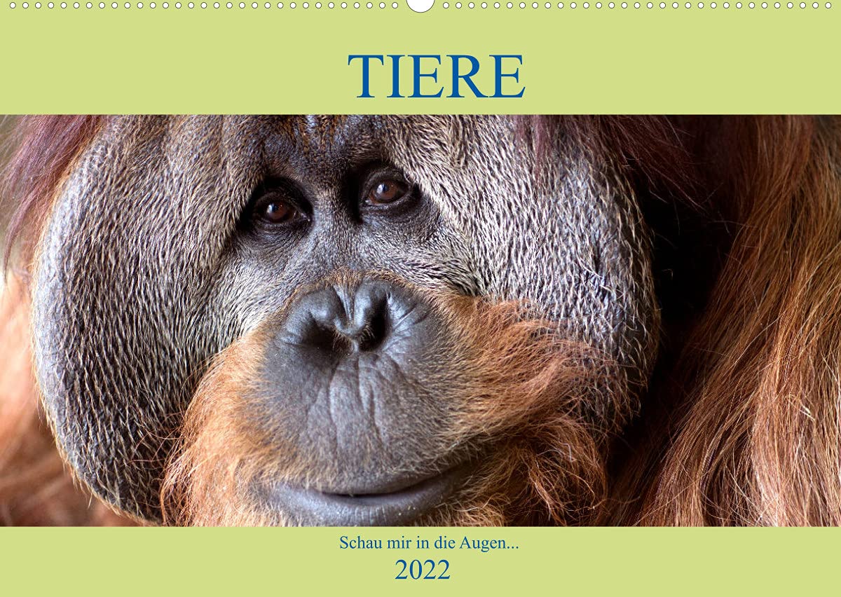Tiere Schau mir in die Augen (Wandkalender 2022 DIN A2 quer): Von Auge zu Auge mit den Tieren der Welt (Monatskalender, 14 Seiten ) (CALVENDO Tiere) Leisure, Home & Garden