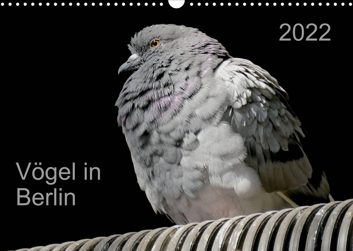 Vögel in Berlin (Wandkalender 2022 DIN A3 quer): Wildlebende Vögel aus der Hauptstadt Berlin (Monatskalender, 14 Seiten ) (CALVENDO Tiere) Leisure, Home & Garden