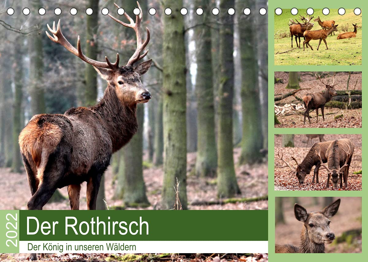 Der Rothirsch - Der König in unseren Wäldern (Tischkalender 2022 DIN A5 quer): Der Rothirsch ist wohl das imposanteste Tier in unsern Wäldern (Monatskalender, 14 Seiten ) (CALVENDO Tiere) Social Sciences