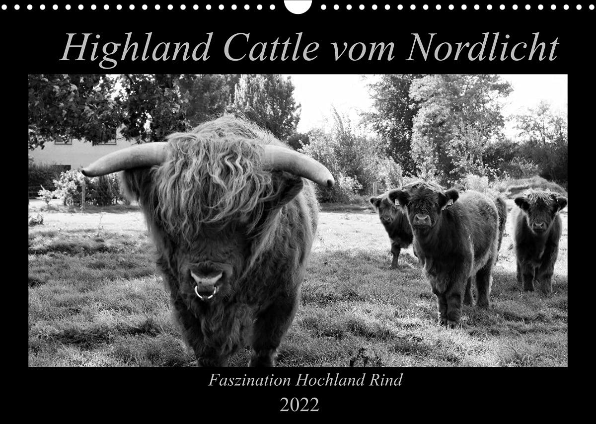 Highland Cattle vom Nordlicht - Faszination Hochland Rind (Wandkalender 2022 DIN A3 quer): Schwarz-Weißer Einblick in das Leben einer Herde (Monatskalender, 14 Seiten ) (CALVENDO Tiere) Film, Art & Culture