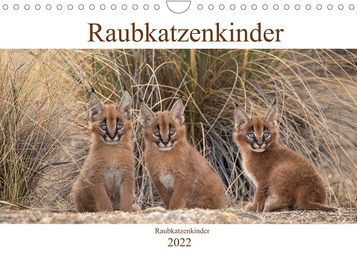 Raubkatzenkinder (Wandkalender 2022 DIN A4 quer): Bezaubernde Bilder von kleinen Raubkatzenbabies (Monatskalender, 14 Seiten ) (CALVENDO Tiere) Natural Sciences