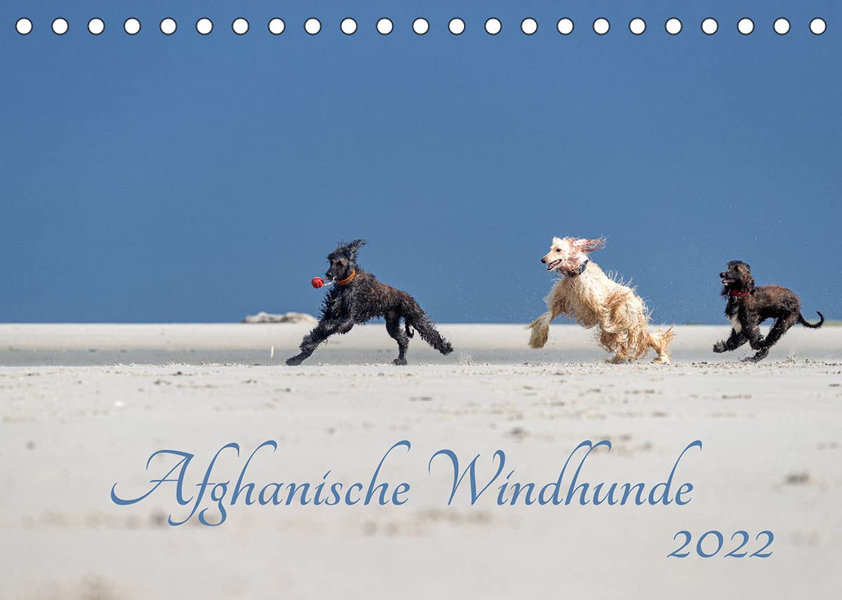 AFGHANISCHE WINDHUNDE 2022 (Tischkalender 2022 DIN A5 quer): Sie sind schnell, stolz und wunderschön - Afghanische Windhunde! (Monatskalender, 14 Seiten ) (CALVENDO Tiere) Leisure, Home & Garden
