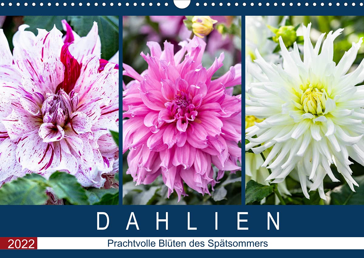 Dahlien - Prachtvolle Blüten des Spätsommers (Wandkalender 2022 DIN A3 quer): Porträts prachtvoller Dahlien im Spätsommer (Monatskalender, 14 Seiten ) (CALVENDO Natur) Leisure, Home & Garden