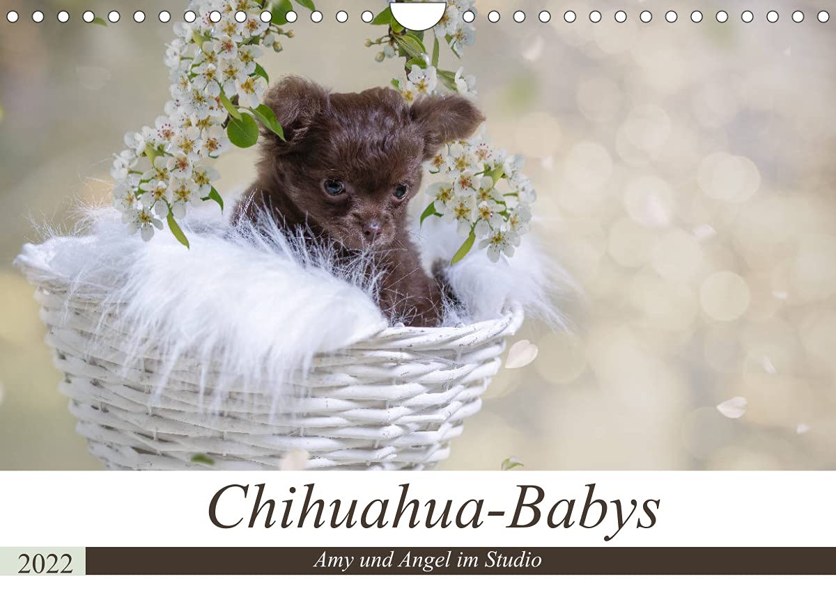 Chihuahua-Babys - Amy und Angel im Studio (Wandkalender 2022 DIN A4 quer): Chihuahua-Welpen mit gerade mal 6 Wochen bei Ihrem ersten Fotoshooting. (Monatskalender, 14 Seiten ) book