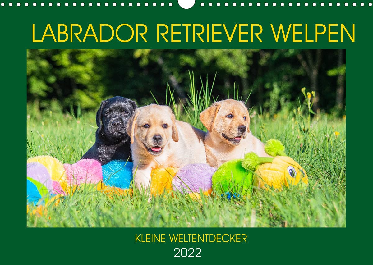 Labrador Retriever Welpen - Kleine Weltentdecker (Wandkalender 2022 DIN A3 quer): Entzückende Labrador Babys - fotografiert von der Tierfotografin ... (Monatskalender, 14 Seiten ) (CALVENDO Tiere) Natural Sciences