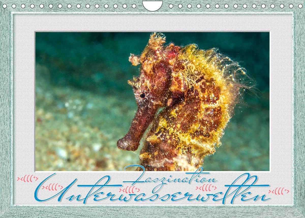 Faszination Unterwasserwelten (Wandkalender 2022 DIN A4 quer): Beeindruckende Bilder aus der Welt der Meere in Szene gesetzt. (Monatskalender, 14 Seiten ) (CALVENDO Tiere) Leisure, Home & Garden