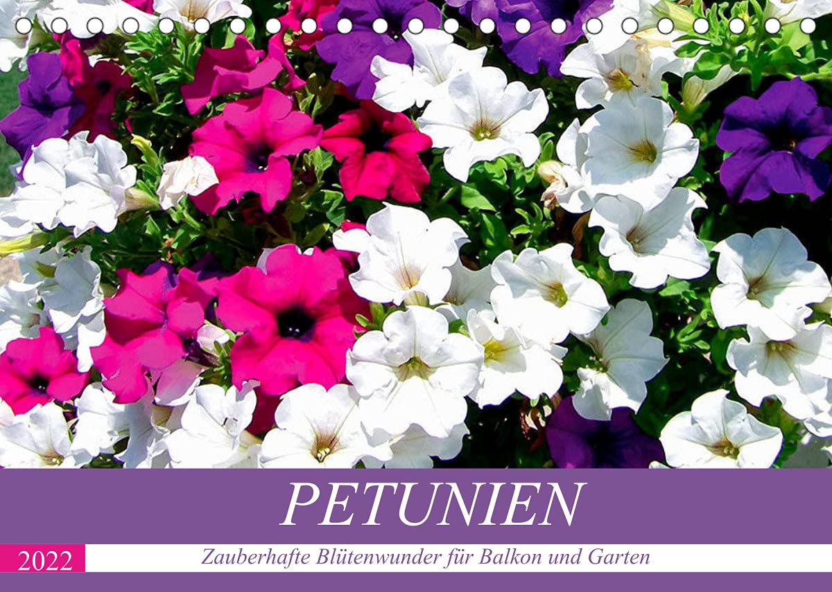 Petunien. Zauberhafte Blütenwunder für Balkon und Garten (Tischkalender 2022 DIN A5 quer): Die unermüdlich blühenden Sonnenanbeterinnen in ... (Monatskalender, 14 Seiten ) (CALVENDO Natur) Living & Furnishing