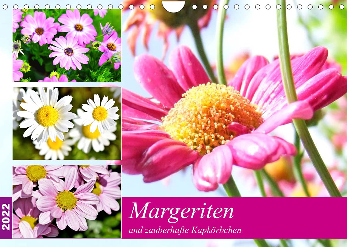 Margeriten und zauberhafte Kapkörbchen (Wandkalender 2022 DIN A4 quer): Ein Sommer ohne diese lieblichen Blumen wäre nur halb so schön! (Monatskalender, 14 Seiten ) (CALVENDO Natur) Living & Furnishing