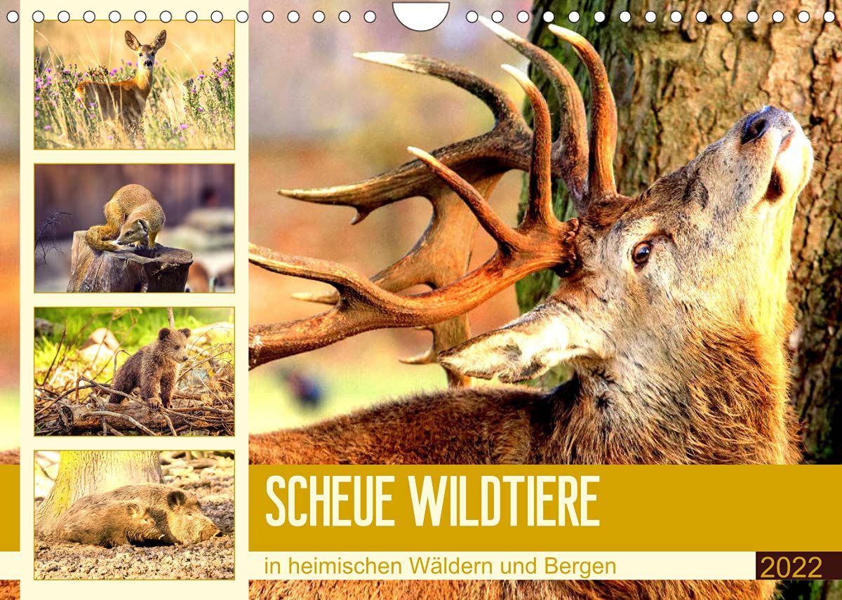 Scheue Wildtiere in heimischen Wäldern und Bergen (Wandkalender 2022 DIN A4 quer): Die imposante und erstaunlich schöne Tierwelt in Mitteleuropa (Monatskalender, 14 Seiten ) (CALVENDO Tiere) Living & Furnishing