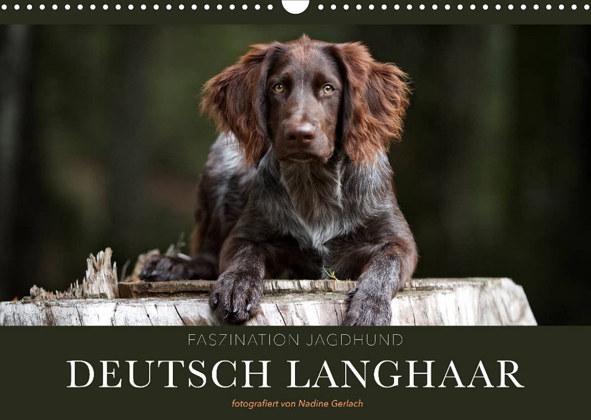 Faszination Jagdhund - Deutsch Langhaar (Wandkalender 2022 DIN A3 quer): Deutsch Langhaar - Ein Leben neben der Jagd (Monatskalender, 14 Seiten ) (CALVENDO Tiere) Natural Sciences