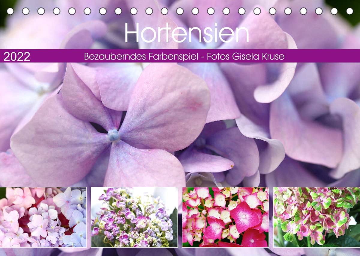 Hortensien Bezauberndes Farbenspiel (Tischkalender 2022 DIN A5 quer): Faszinierende Hydrangeas in beeindruckender Farbenvielfalt (Monatskalender, 14 Seiten ) (CALVENDO Natur) Leisure, Home & Garden