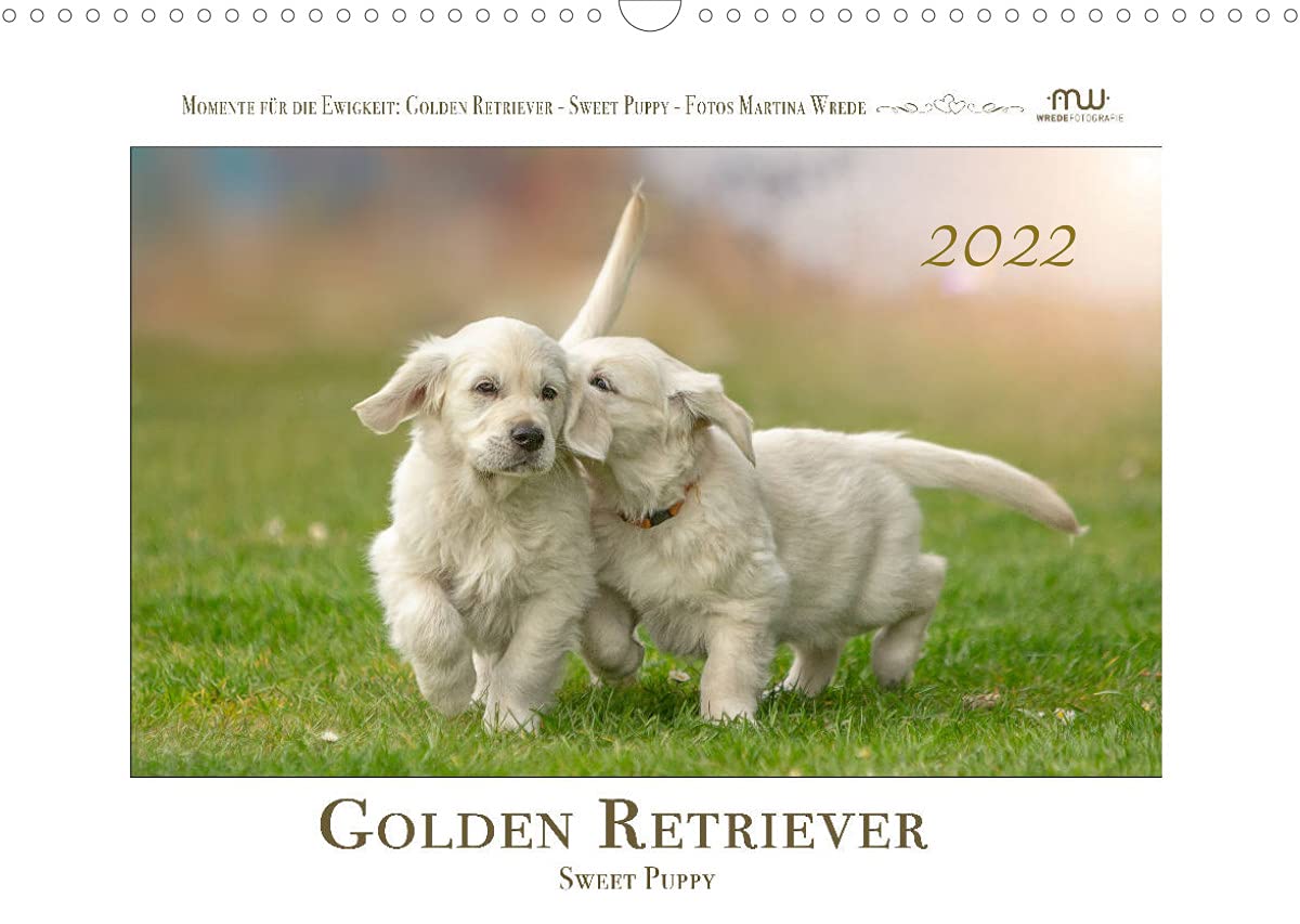 Golden Retriever - Sweet Puppy (Wandkalender 2022 DIN A3 quer): Niedliche Golden Retriever Welpen (Monatskalender, 14 Seiten ) (CALVENDO Tiere) Film, Art & Culture