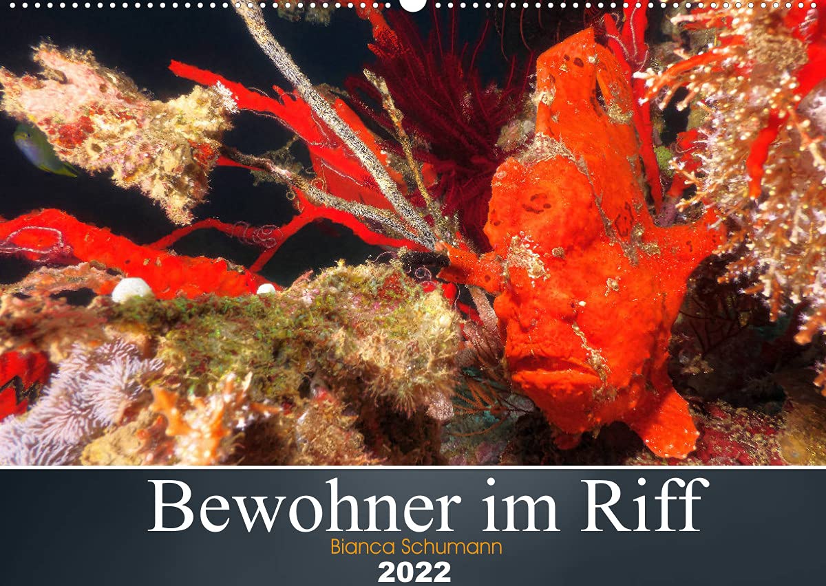 Bewohner im Riff (Wandkalender 2022 DIN A2 quer): In den tropischen, herrlich warmen Meeren ist das Leben sehr vielfältig und bunt. (Monatskalender, 14 Seiten ) (CALVENDO Tiere) Pets