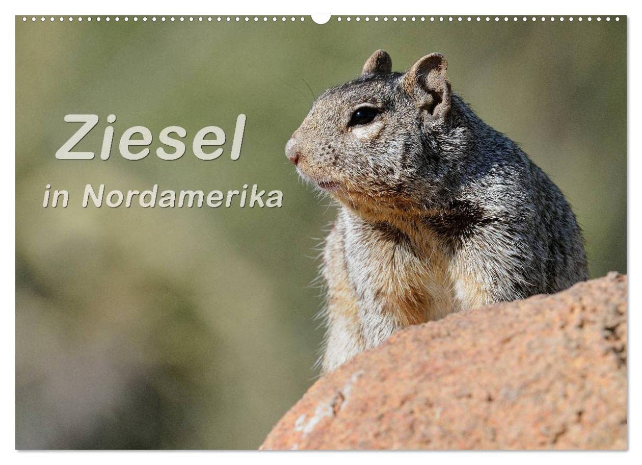 Ziesel in Nordamerika (Wandkalender 2023 DIN A2 quer): Quirlige Hörnchen in den Steppen, Tundren und Bergen von Nordamerika (Monatskalender, 14 Seiten ) (CALVENDO Tiere) Calendars