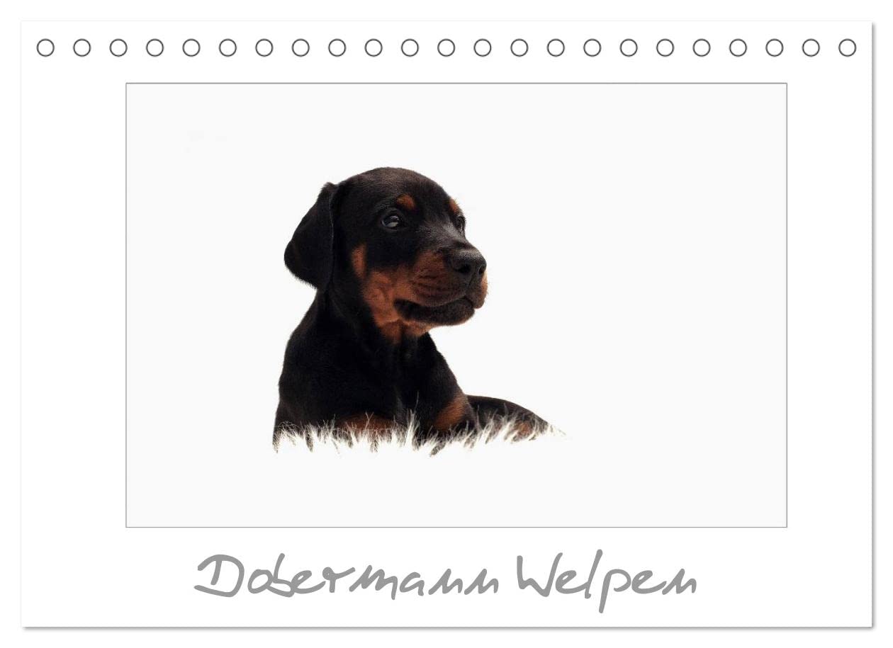 Dobermann Welpen (Tischkalender 2023 DIN A5 quer): Wunderschöne Welpenfotos dieser tollen Rasse (Monatskalender, 14 Seiten ) (CALVENDO Tiere) Natural Sciences