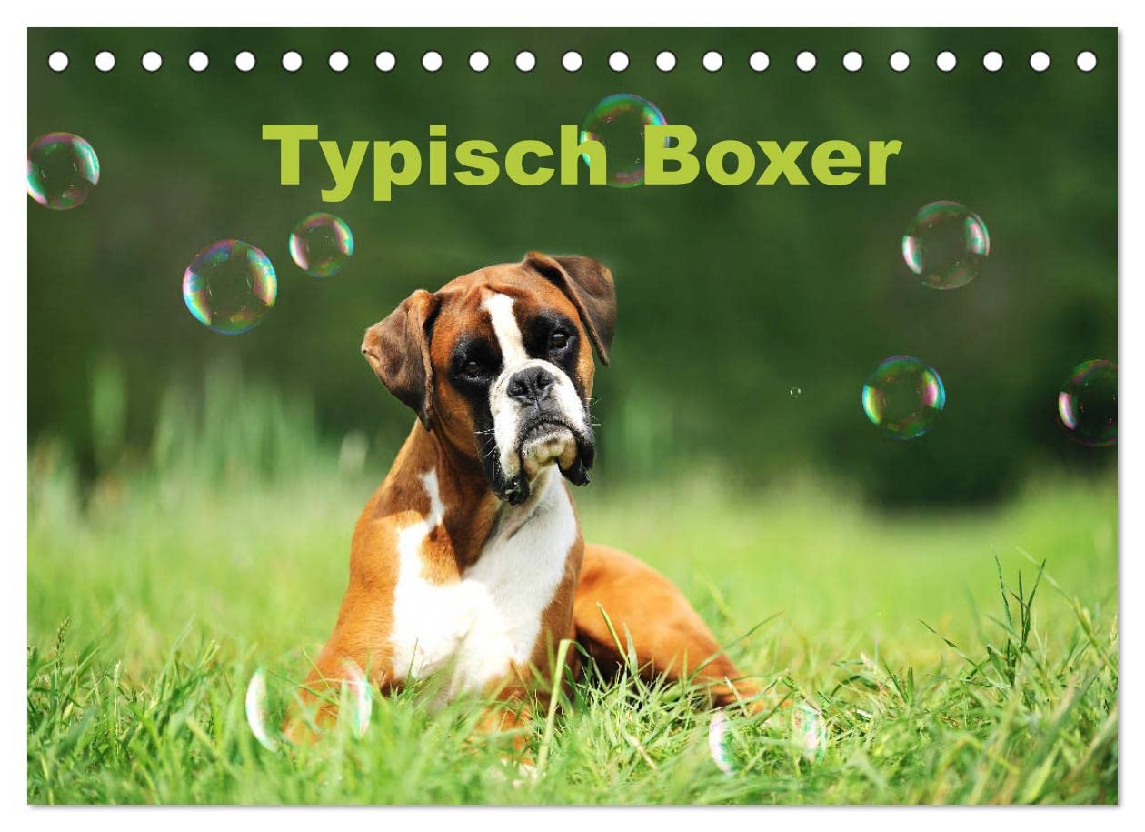 Typisch Boxer (Tischkalender 2023 DIN A5 quer): Mit lustigen Boxern durch das Jahr (Monatskalender, 14 Seiten ) (CALVENDO Tiere) Leisure, Home & Garden