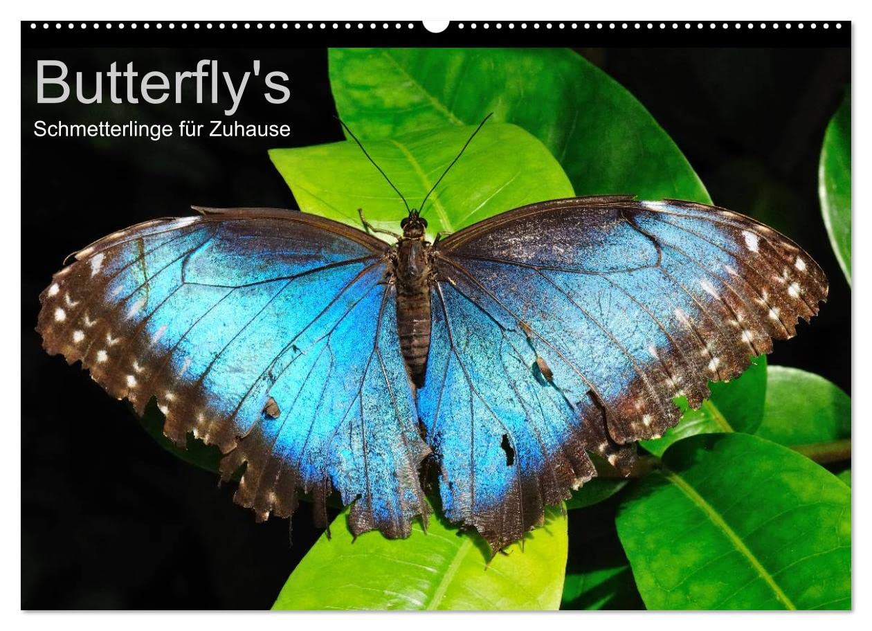 Butterfly's - Schmetterlinge für Zuhause (Wandkalender 2023 DIN A2 quer): Einheimische und tropische Schmetterlinge in schillernden Farben (Monatskalender, 14 Seiten ) (CALVENDO Tiere) Leisure, Home & Garden