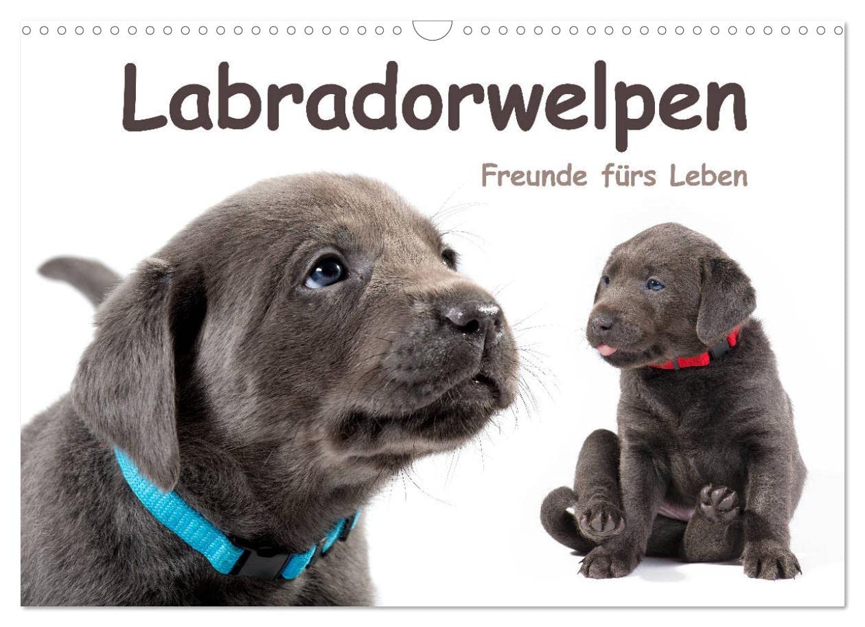 Labradorwelpen - Freunde fürs Leben (Wandkalender 2023 DIN A3 quer): Lustige Hundebabys, die Hundeliebhabern das ganze Jahr über Freude bereiten (Monatskalender, 14 Seiten ) (CALVENDO Tiere) Leisure, Home & Garden