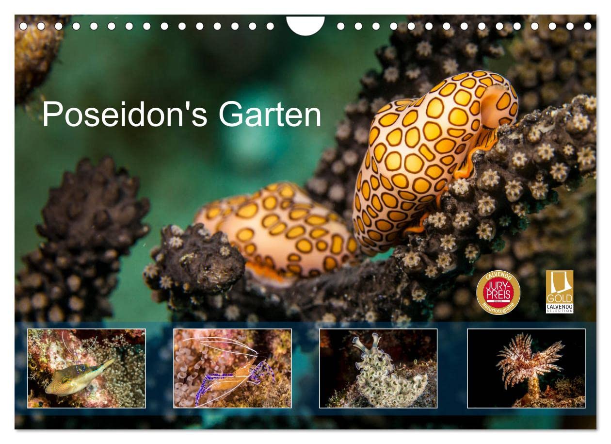 Poseidon's Garten (Wandkalender 2023 DIN A4 quer): Einblicke in die faszinierende Unterwasser-Welt. (Monatskalender, 14 Seiten ) (CALVENDO Tiere) Leisure, Home & Garden