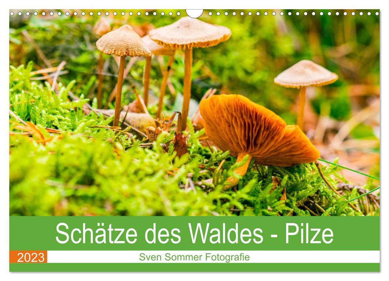 Schätze des Waldes - Pilze (Wandkalender 2023 DIN A3 quer): Fungi, die wahren Helden im Forst (Monatskalender, 14 Seiten ) (CALVENDO Natur) Leisure, Home & Garden
