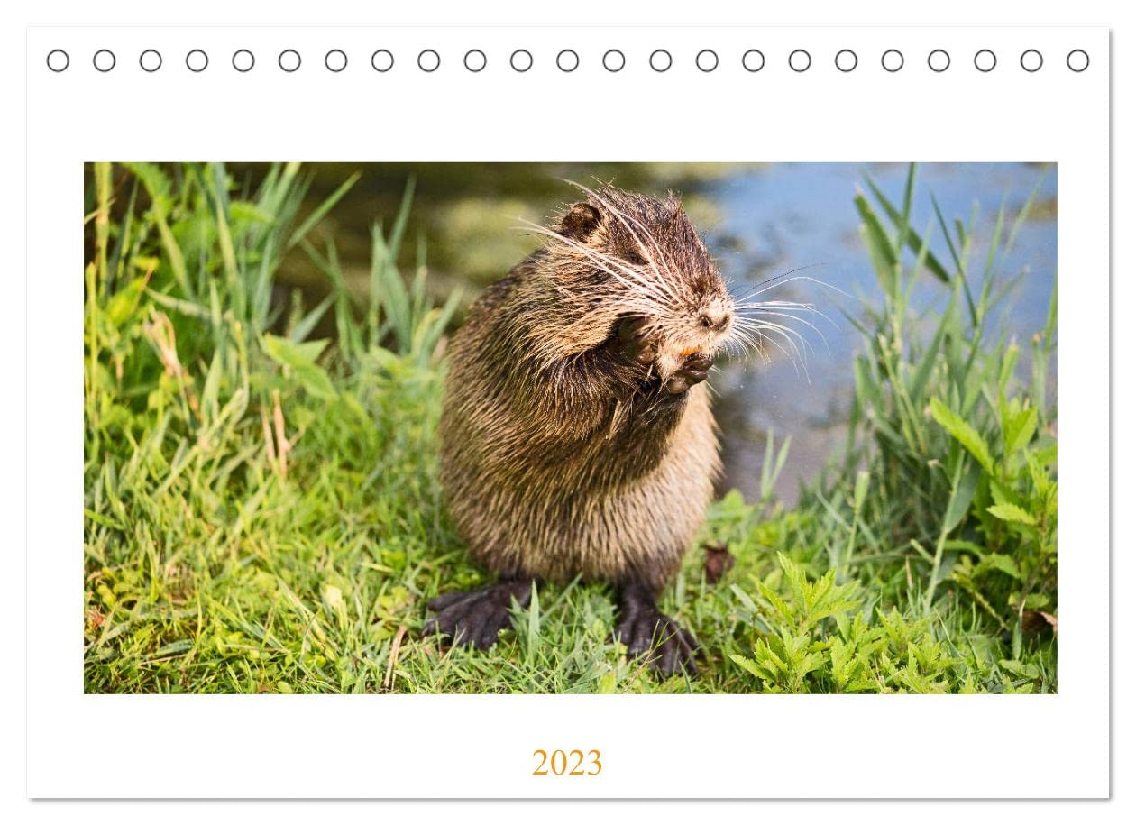 NUTRIAS - Die Stars der Bonner Rheinaue (Tischkalender 2023 DIN A5 quer): Ein unvergesslicher Besuch bei den Nutrias in der Bonner Rheinaue (Geburtstagskalender, 14 Seiten ) (CALVENDO Tiere) Photography