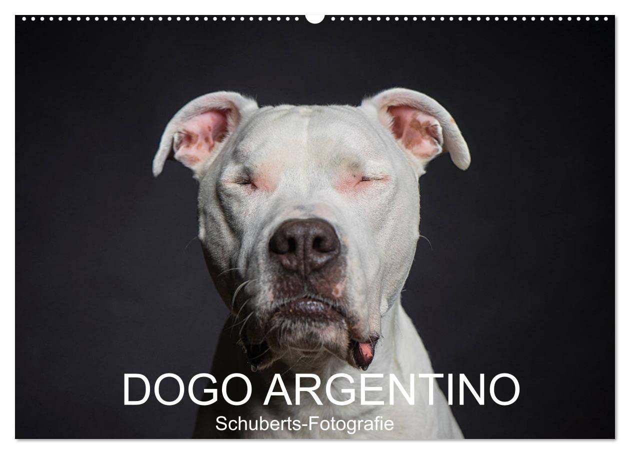 DOGO ARGENTINO (Wandkalender 2024 DIN A2 quer), CALVENDO Monatskalender: Eine Hunderasse zum verlieben (CALVENDO Tiere) Pets