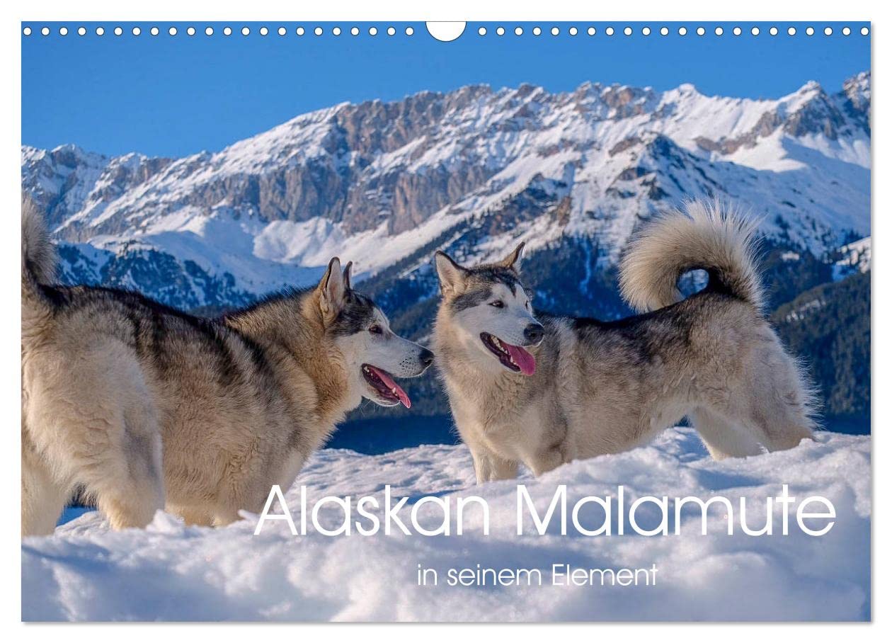 Alaskan Malamute in seinem Element (Wandkalender 2024 DIN A3 quer), CALVENDO Monatskalender: Majestätische Hunde des Hohen Nordens (CALVENDO Tiere) Natural Sciences