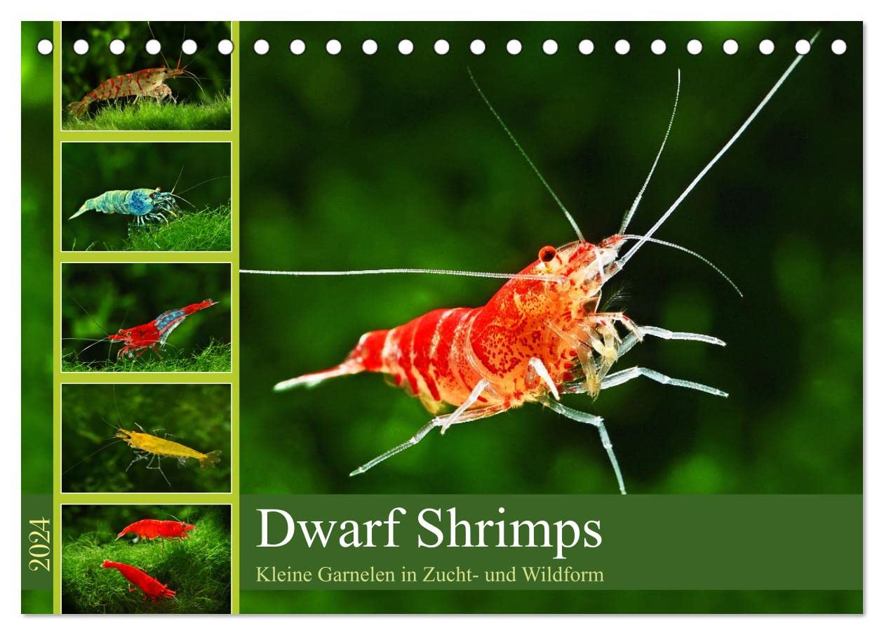 Dwarf Shrimps (Tischkalender 2024 DIN A5 quer), CALVENDO Monatskalender: Kleine Garnelen in Zucht- und Wildform (CALVENDO Tiere) Natural Sciences