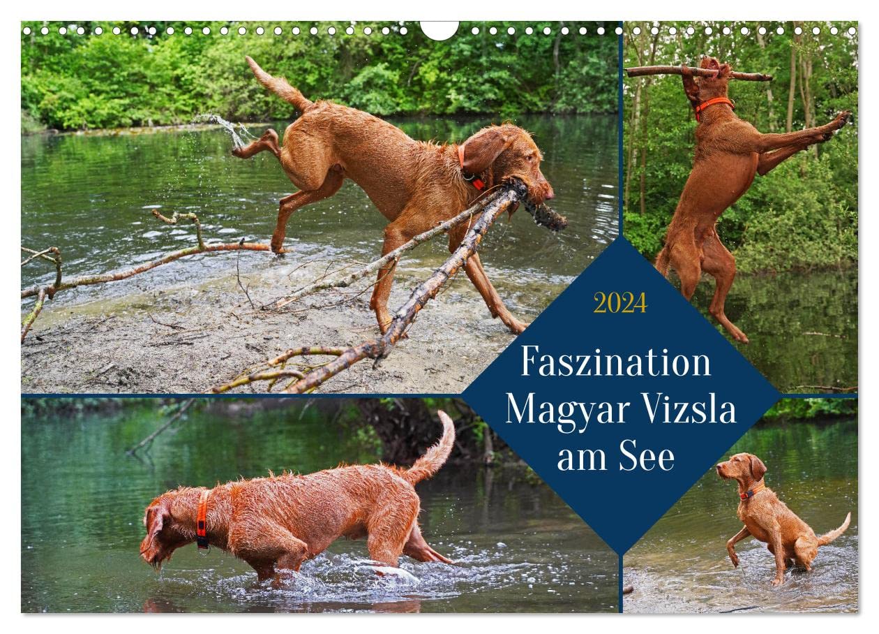 Faszination Magyar Vizsla am See (Wandkalender 2024 DIN A3 quer), CALVENDO Monatskalender: 14 Monate alter Magyar Vizsla Drahthaar beim Spielen am und im Wasser (CALVENDO Tiere) Natural Sciences