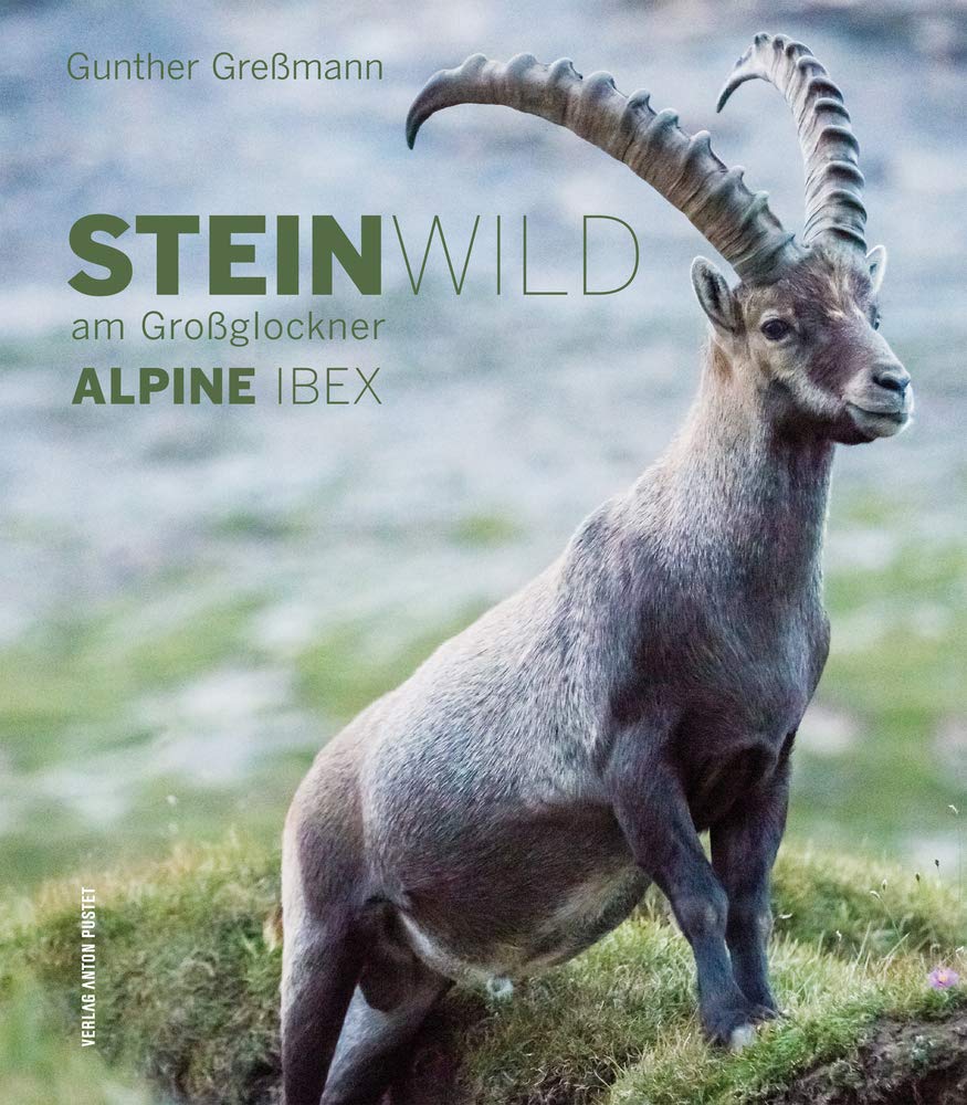 Product Image: Steinwild am Großglockner