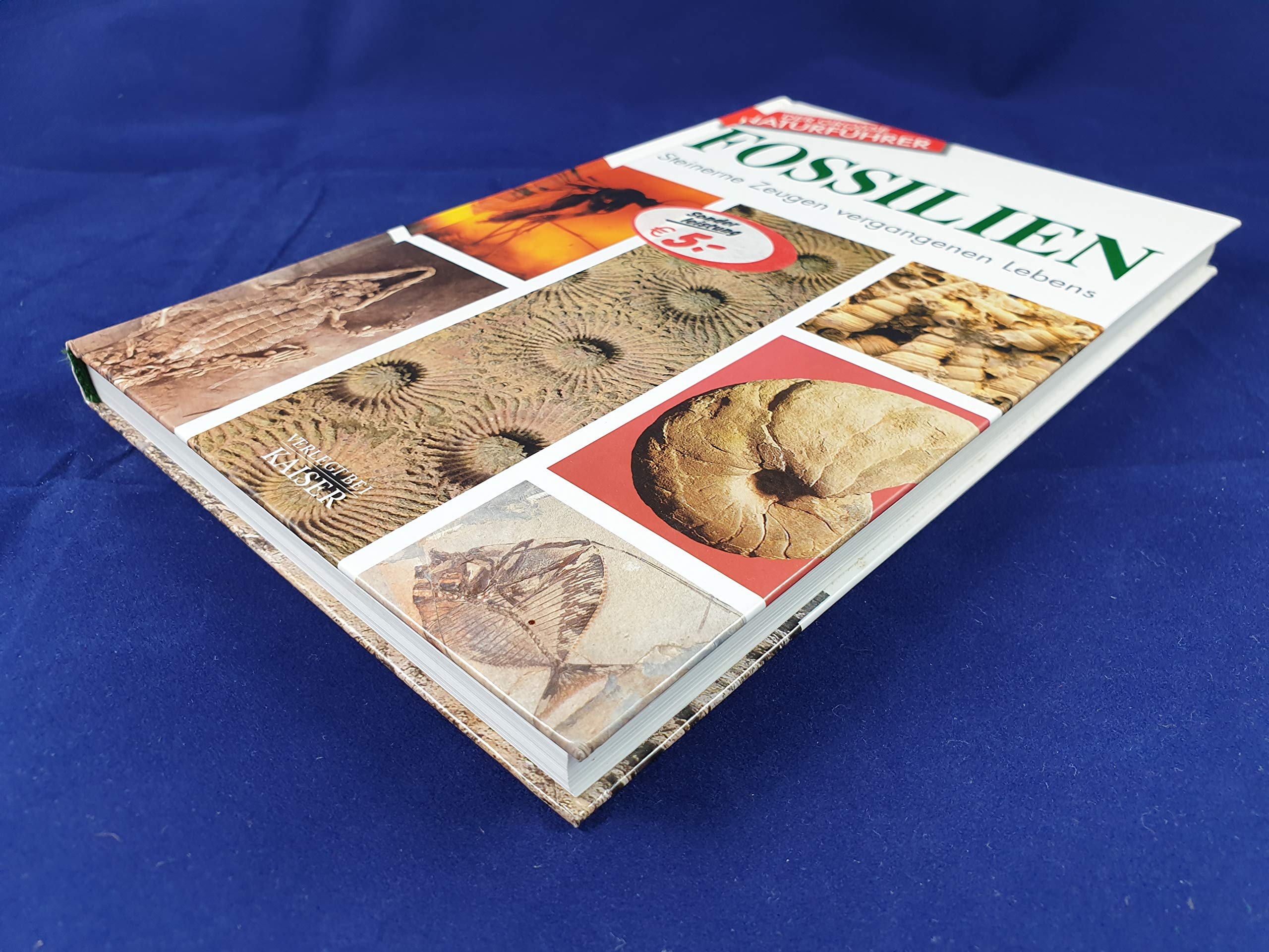 Fossilien: Steinerne Zeugen vergangenen Lebens Leisure, Home & Garden