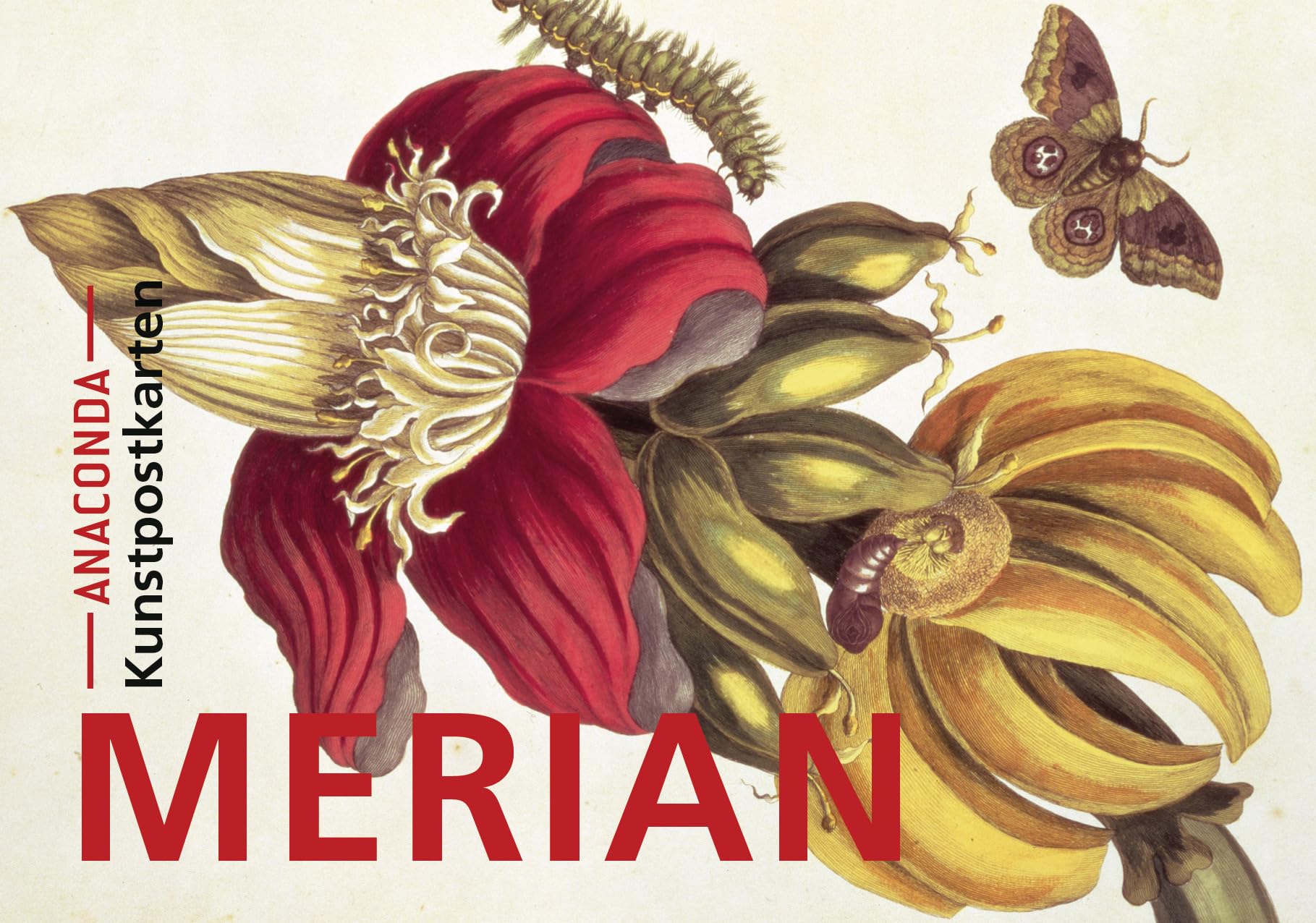 Postkarten-Set Maria Sibylla Merian: 18 Kunstpostkarten aus hochwertigem Karton. ca. 0,28€ pro Karte (Anaconda Postkarten, Band 2) Film, Art & Culture