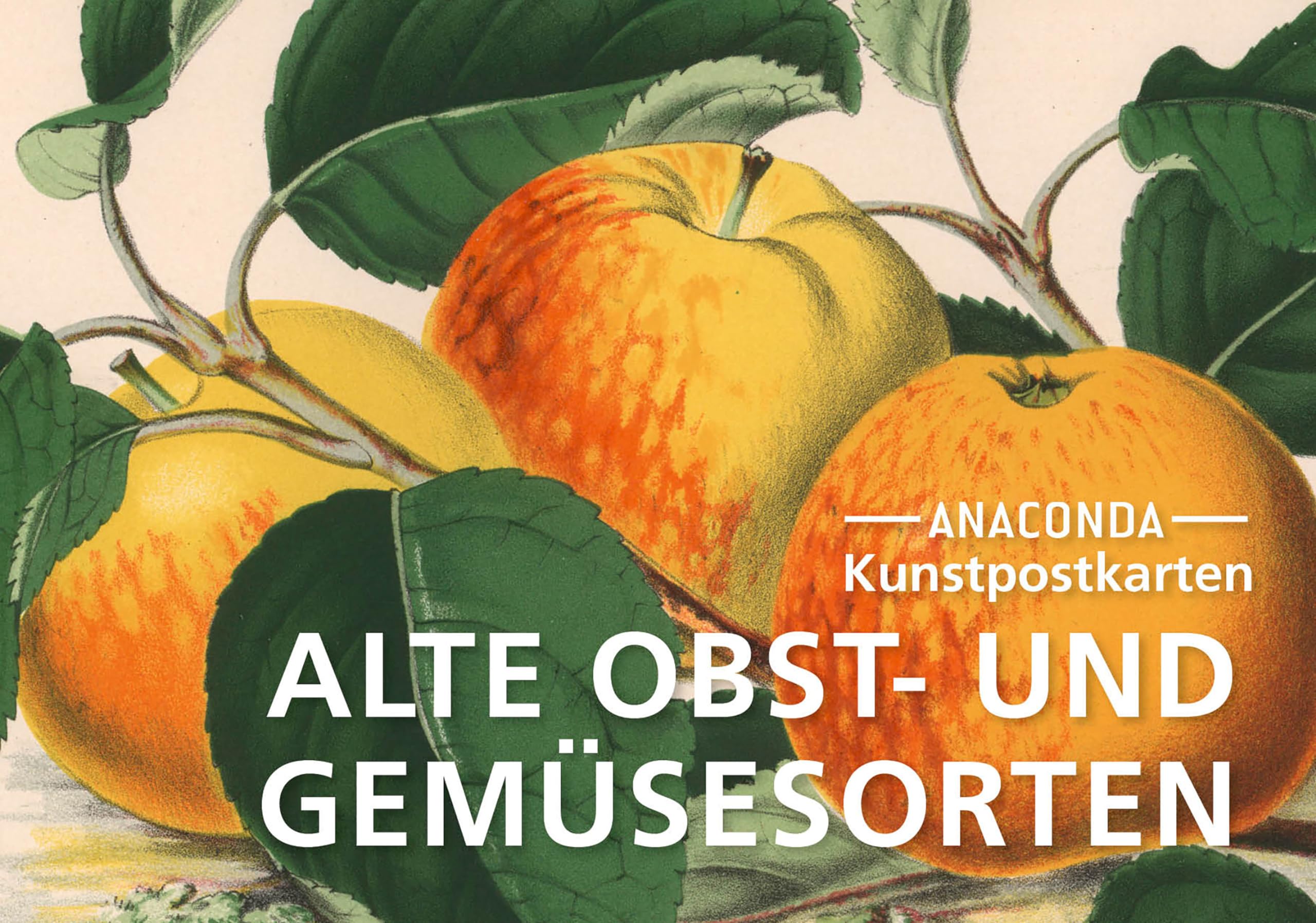 Postkarten-Set Alte Obst- und Gemüsesorten Film, Art & Culture