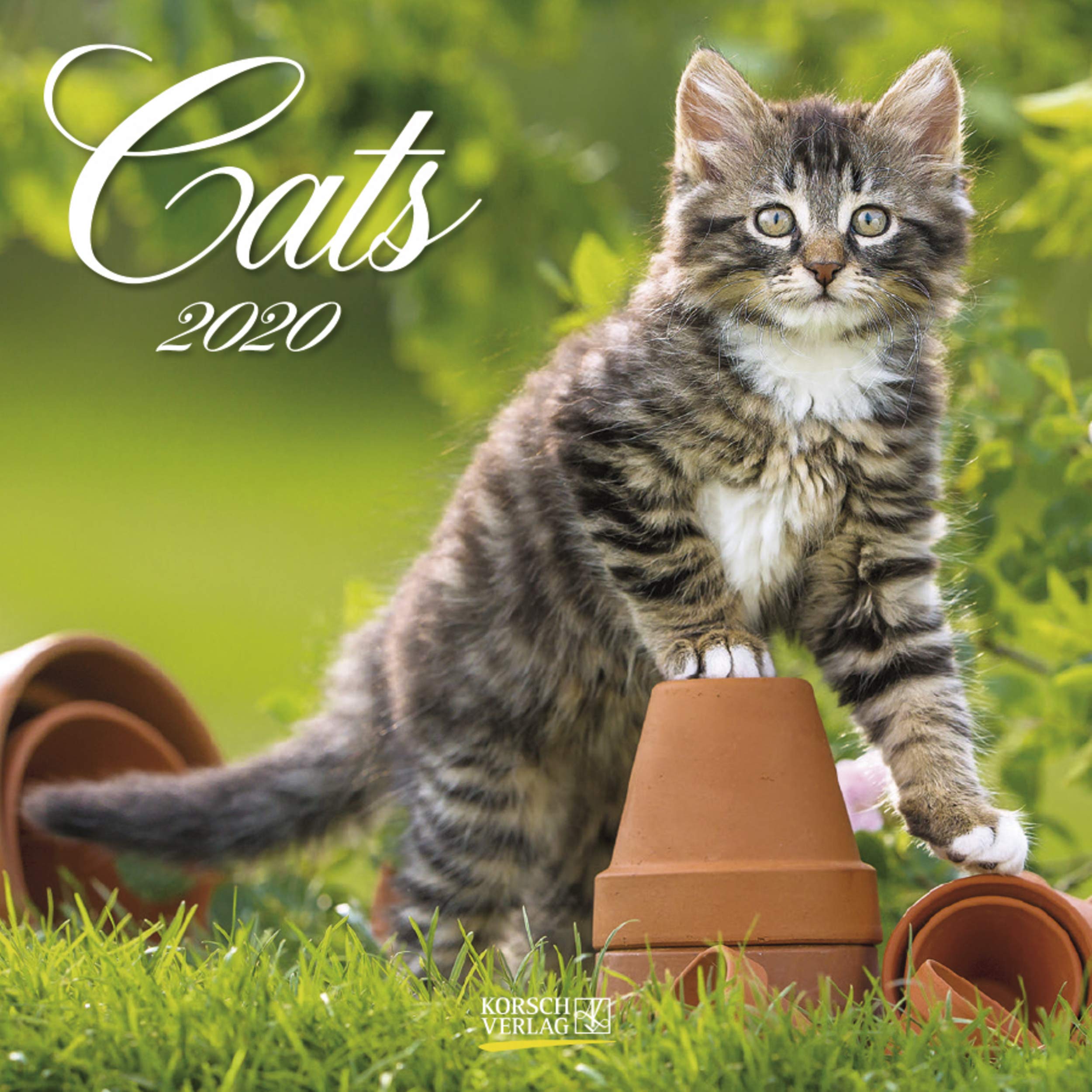 Cats 2022: Broschürenkalender mit Ferienterminen. Katzen und Kätzchen. 30 x 30 cm Pets