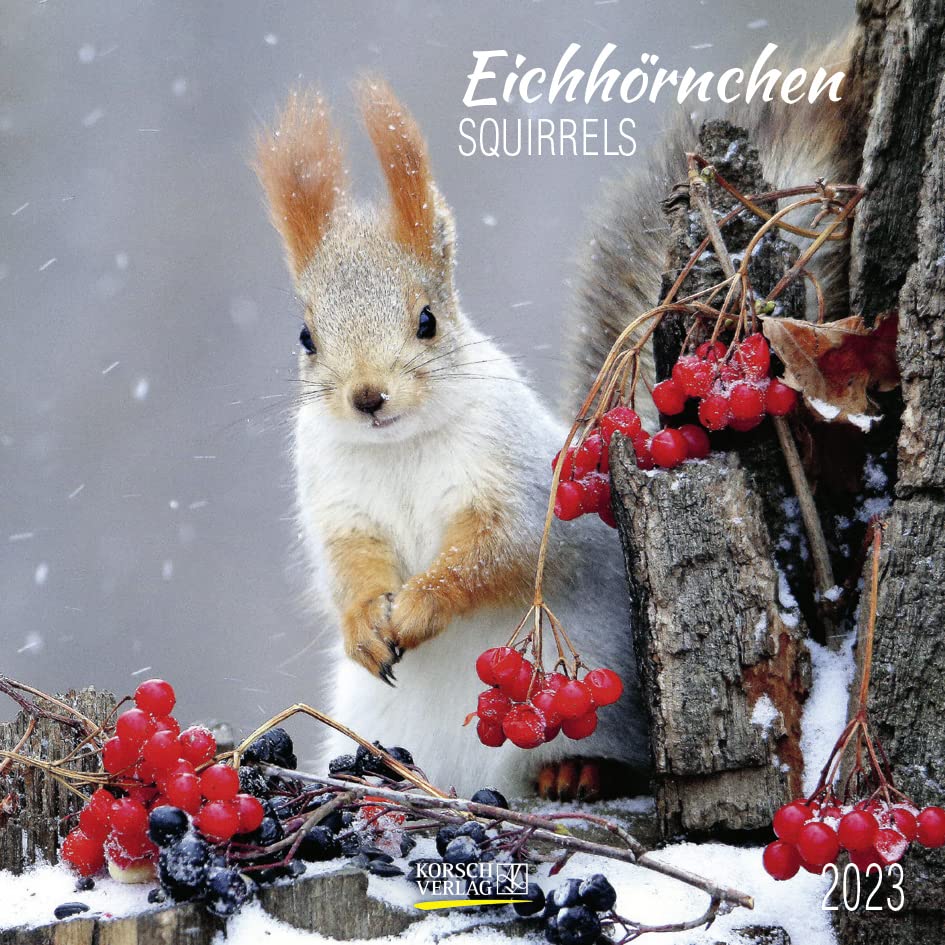 Eichhörnchen 2023: Broschürenkalender mit Ferienterminen. Format: 30 x 30 cm Leisure, Home & Garden