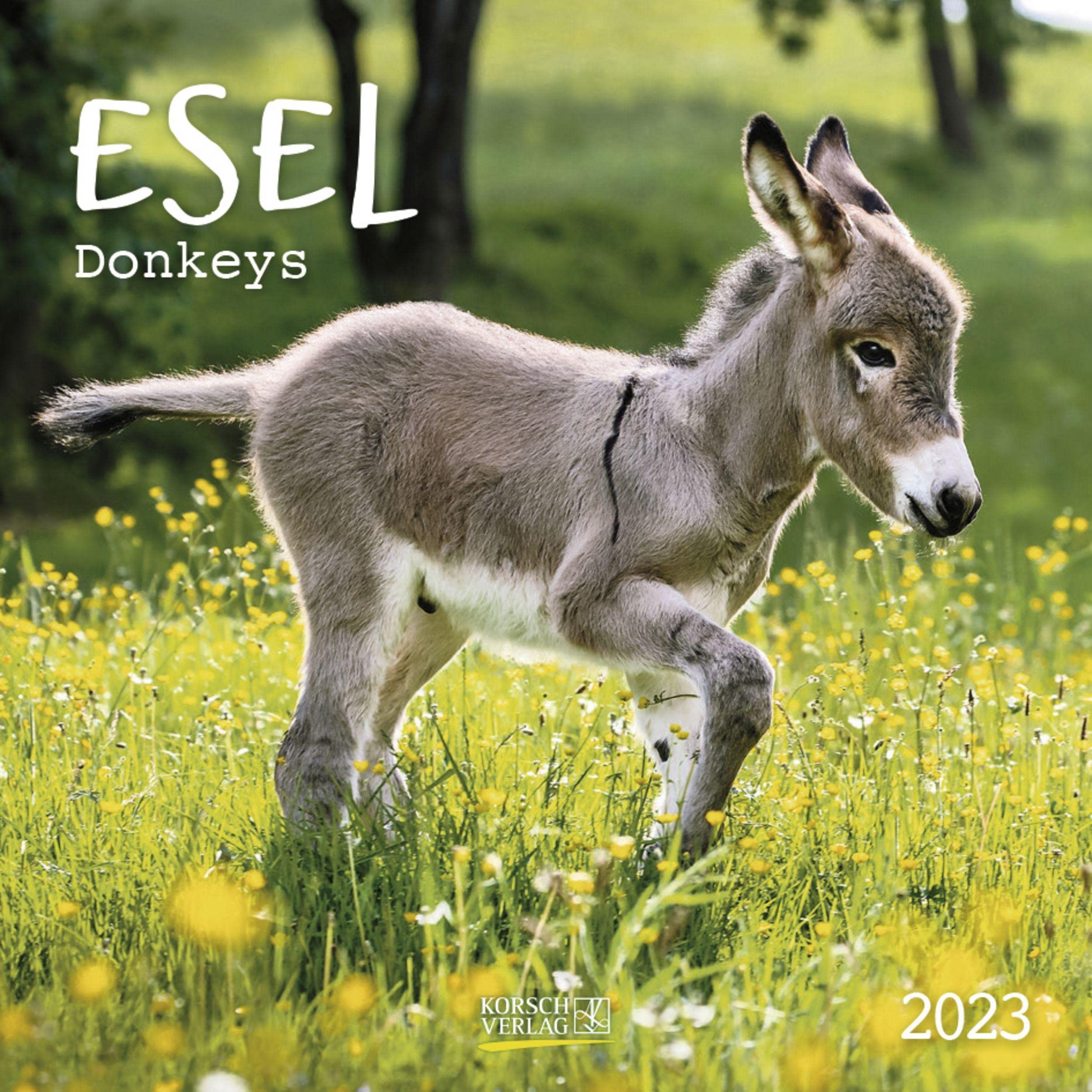 Esel 2023: Broschürenkalender mit Ferienterminen und Bildern von süßen Eseln. 30 x 30 cm Leisure, Home & Garden