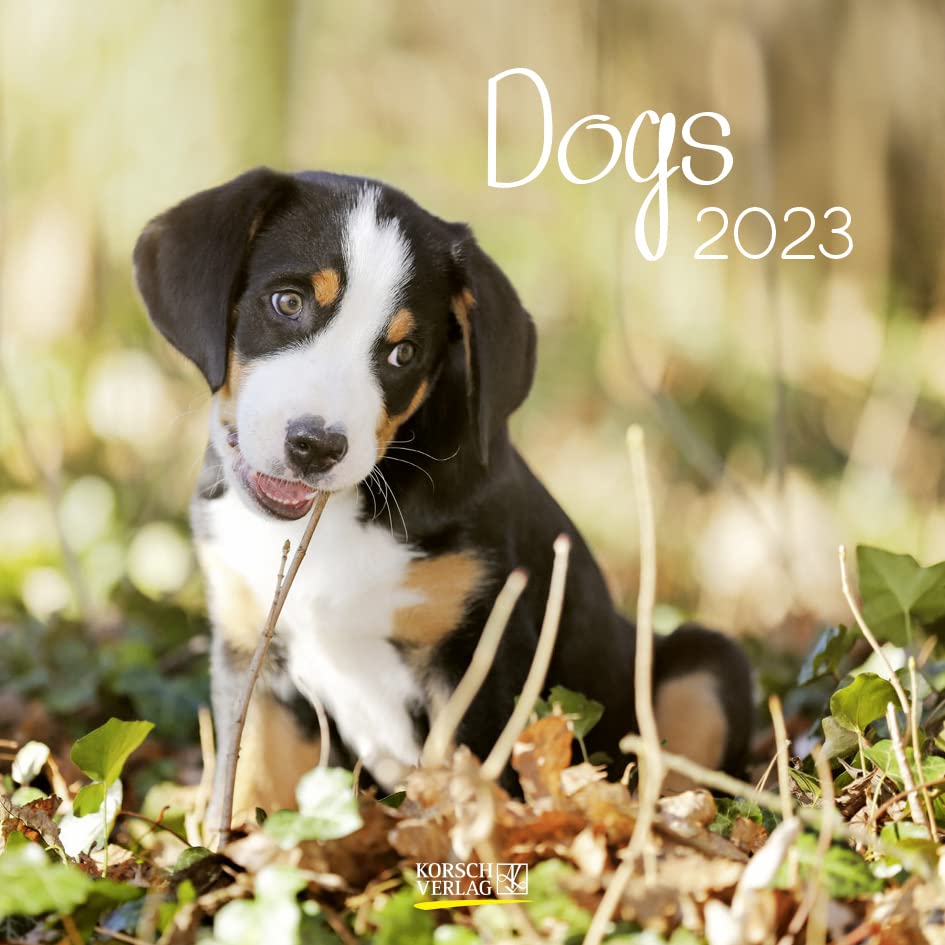 Dogs 2023: Broschürenkalender mit Ferienterminen. Hunde und Welpen. 30 x 30 cm Pets