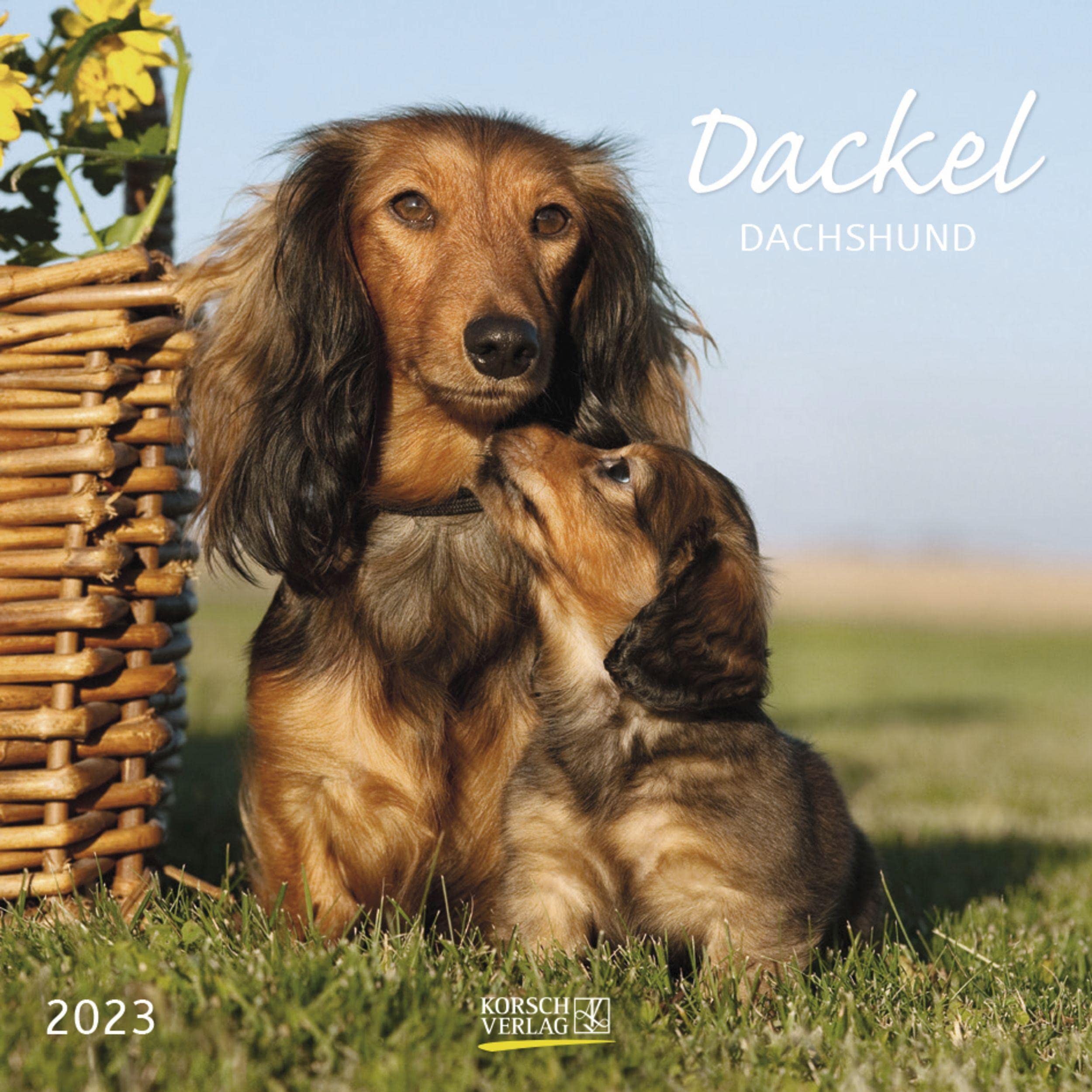 Dackel 2023: Broschürenkalender mit Ferienterminen. Hunde-Kalender. 30 x 30 cm book