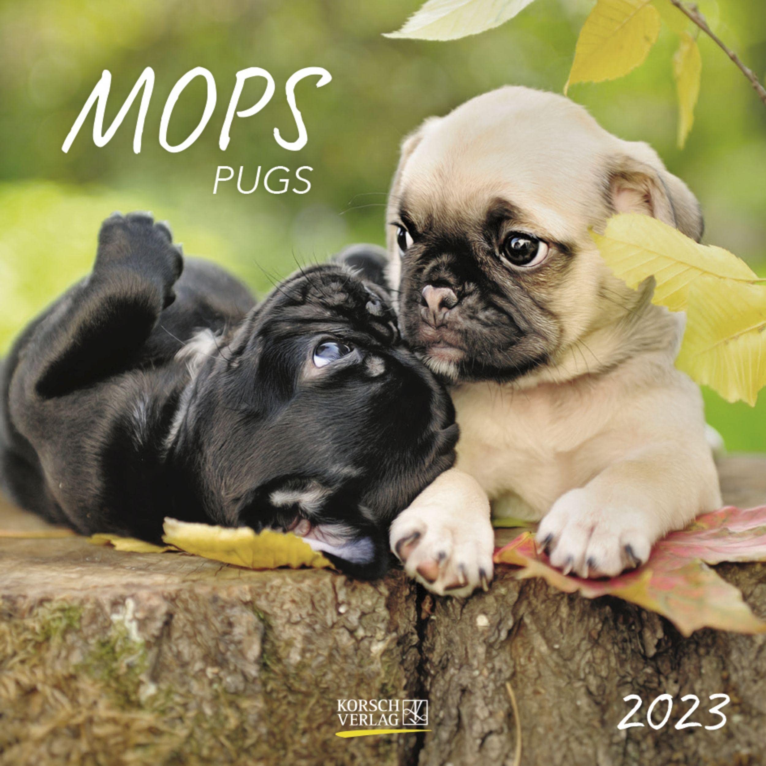 Mops 2023: Broschürenkalender mit Ferienterminen. Hunde-Kalender. 30 x 30 cm Pets