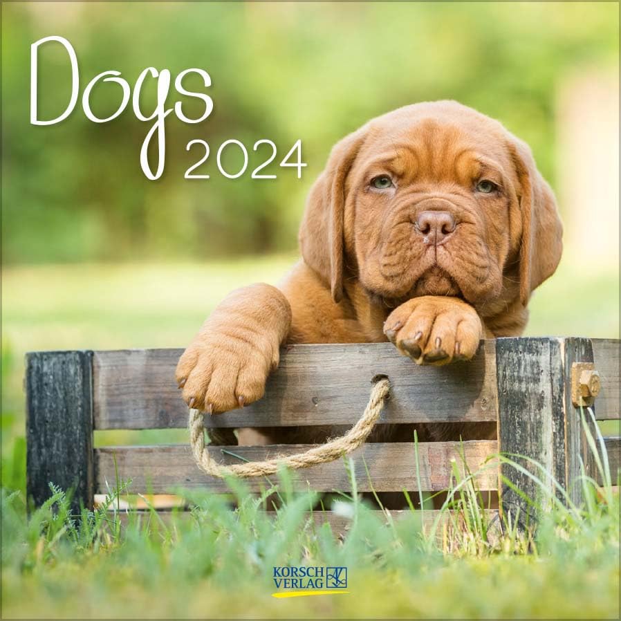 Dogs 2024: Broschürenkalender mit Ferienterminen. Hunde und Welpen. 30 x 30 cm Pets